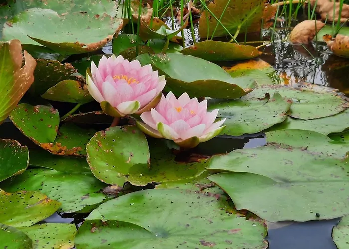 Dom wakacyjny 5 Person In Henne-by Traum *